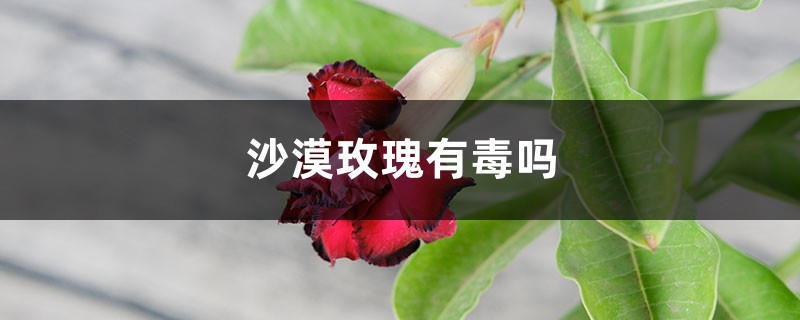 室内沙漠玫瑰有毒吗,几年会开花 室内沙漠玫瑰有毒吗,几年会开花