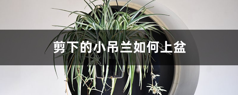 剪下的小吊兰如何上盆(水培和土培步骤) 剪下的小吊兰如何上盆(水培和土培步骤)