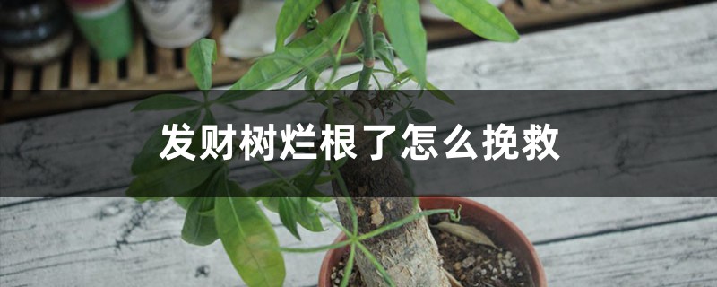 发财树烂根了怎么挽救(锯断会生根吗) 发财树烂根了怎么挽救(锯断会生根吗)