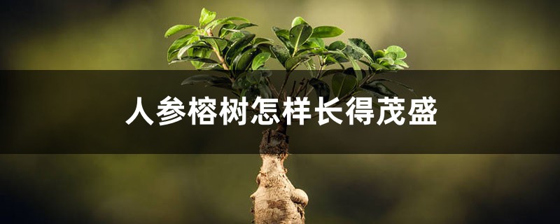 人参榕树怎样长得茂盛,根变大? 人参榕树怎样长得茂盛,根变大?