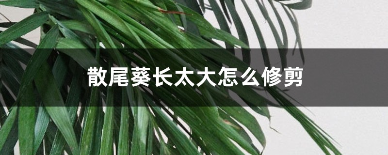 散尾葵长太大怎么办?根部和叶子都要修剪! 散尾葵长太大怎么办?根部和叶子都要修剪!