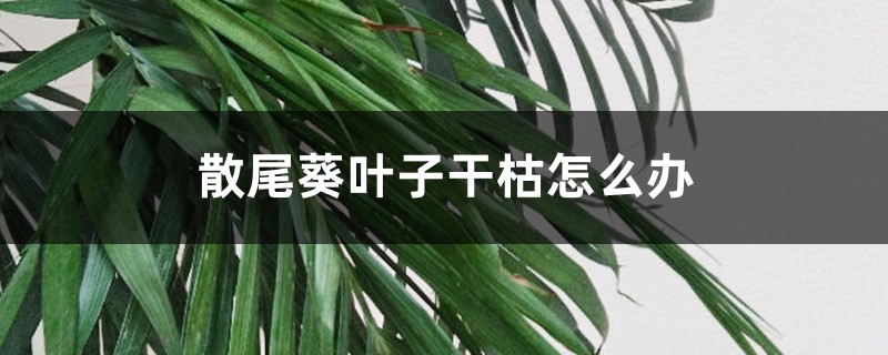 刚买回来的散尾葵叶子干枯怎么办 刚买回来的散尾葵叶子干枯怎么办