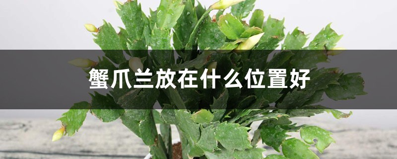 蟹爪兰的摆放方位,风水意义是什么? 蟹爪兰的摆放方位,风水意义是什么?