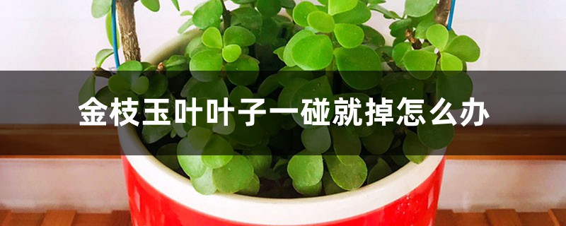 金枝玉叶叶子一碰就掉,枝条蔫软怎么办 金枝玉叶叶子一碰就掉,枝条蔫软怎么办