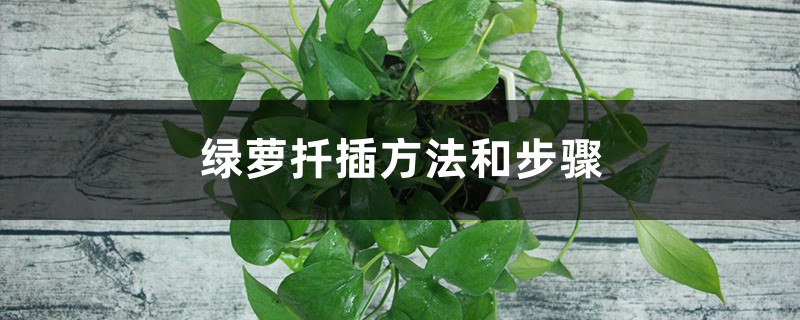 绿萝扦插太简单,学会1招就能爆满盆(步骤图解) 绿萝扦插太简单,学会1招就能爆满盆(步骤图解)
