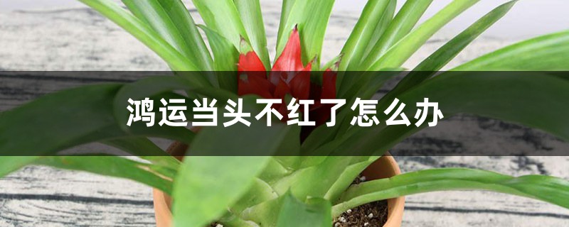 鸿运当头不红了怎么办,怎么养才红 鸿运当头不红了怎么办,怎么养才红