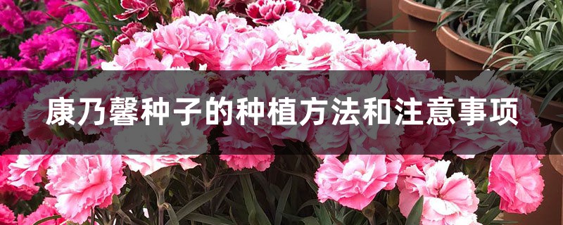 盆栽康乃馨种子怎么种(什么季节种植,好发芽吗) 盆栽康乃馨种子怎么种(什么季节种植,好发芽吗)