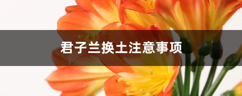 君子兰换土注意事项,换盆后怎样养护? 君子兰换土注意事项,换盆后怎样养护?