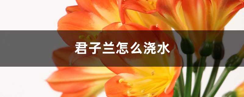 阳台养君子兰怎么浇水 阳台养君子兰怎么浇水