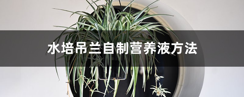 水培吊兰自制营养液 水培吊兰自制营养液