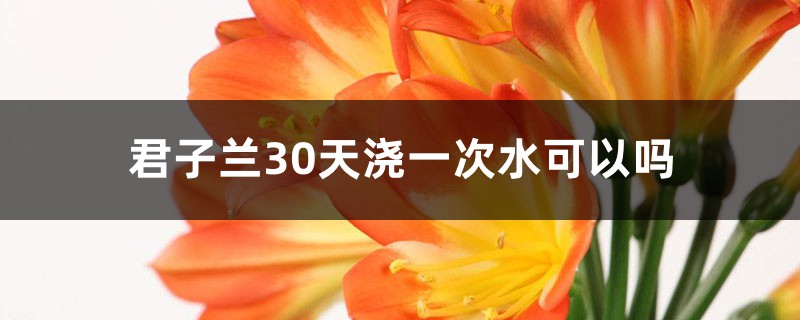 君子兰一个月浇一次水可以吗(正确浇水方法) 君子兰一个月浇一次水可以吗(正确浇水方法)