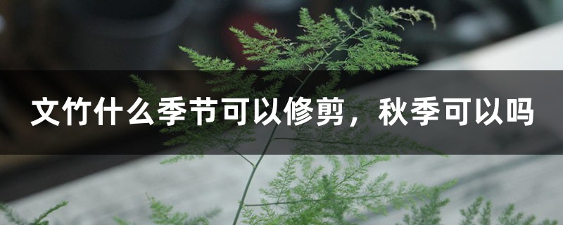 文竹什么季节可以修剪,秋季可以吗 文竹什么季节可以修剪,秋季可以吗