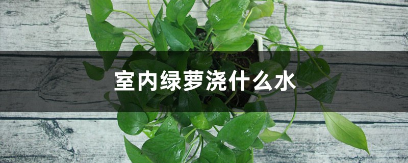 室内绿萝浇什么水,多久浇一次? 室内绿萝浇什么水,多久浇一次?