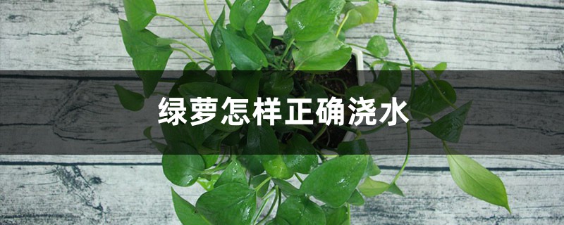 绿萝怎样正确浇水,浇在什么地方 绿萝怎样正确浇水,浇在什么地方