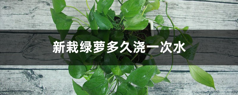 新栽绿萝多久浇一次水 新栽绿萝多久浇一次水