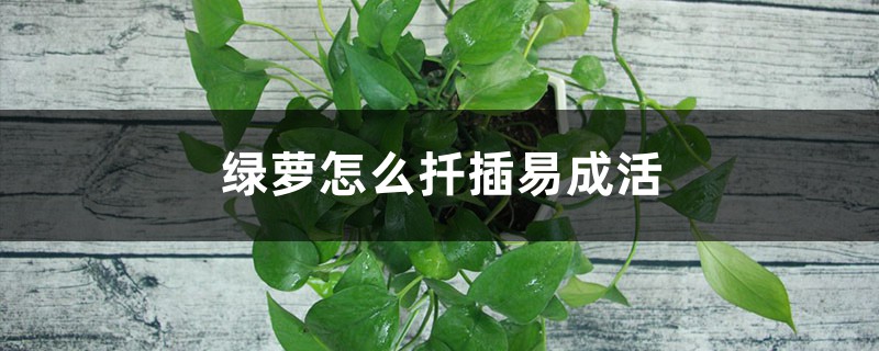 学会这几种绿萝的扦插方法,家里多的放不下 学会这几种绿萝的扦插方法,家里多的放不下