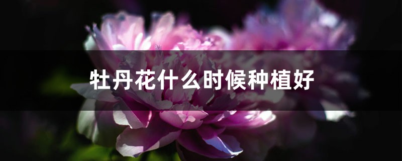 牡丹花什么时候种植,怎么养护 牡丹花什么时候种植,怎么养护