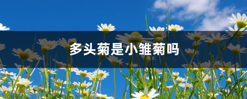 多头菊是小雏菊吗,适合在家养吗 多头菊是小雏菊吗,适合在家养吗