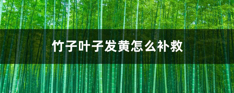 竹子叶子发黄什么原因,怎么补救 竹子叶子发黄什么原因,怎么补救