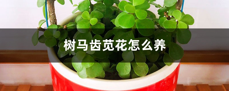树马齿苋花怎么养 树马齿苋花怎么养