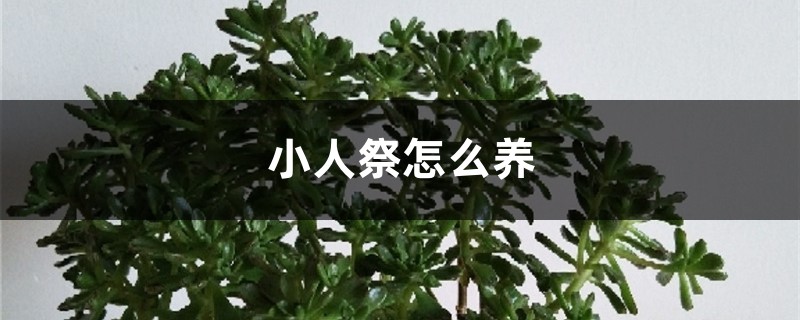 小人祭怎么养 小人祭怎么养
