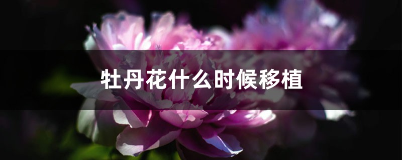 牡丹花什么时候移植,需要剪枝吗 牡丹花什么时候移植,需要剪枝吗