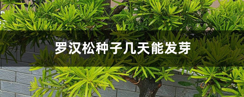 罗汉松种子几天能发芽(怎么催芽,发芽能见光吗) 罗汉松种子几天能发芽(怎么催芽,发芽能见光吗)