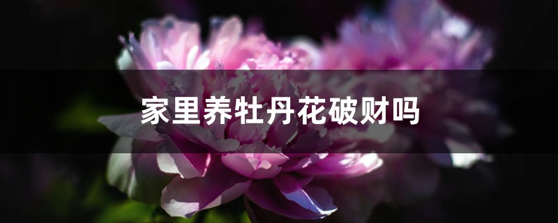 家里养牡丹花破财吗,老人说牡丹不能进家是真的吗 家里养牡丹花破财吗,老人说牡丹不能进家是真的吗