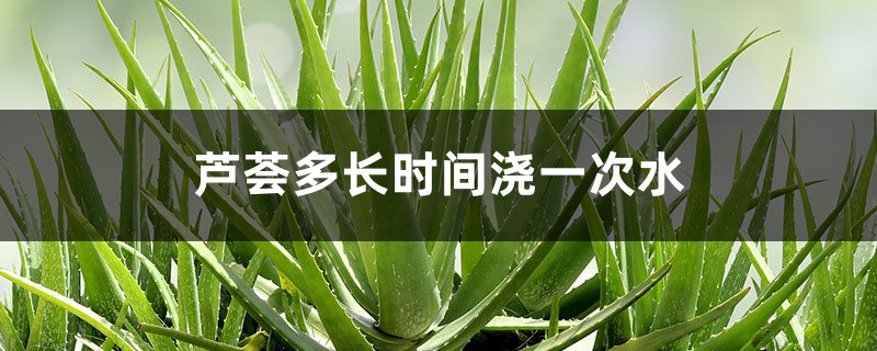 芦荟多长时间浇一次水 芦荟多长时间浇一次水