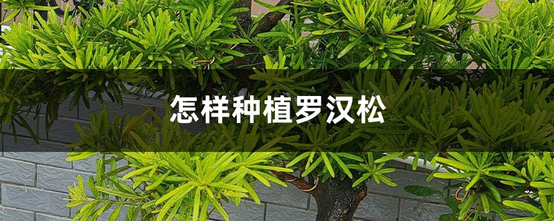 怎样种植罗汉松(养殖方法和注意事项) 怎样种植罗汉松(养殖方法和注意事项)