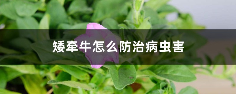 矮牵牛的病虫害防治大全 矮牵牛的病虫害防治大全