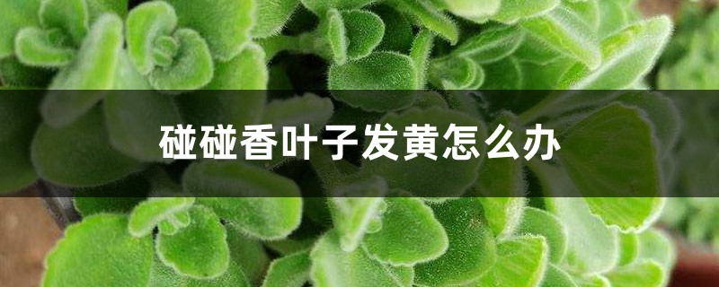 碰碰香叶子发黄发蔫、叶子脱落怎么办 碰碰香叶子发黄发蔫、叶子脱落怎么办