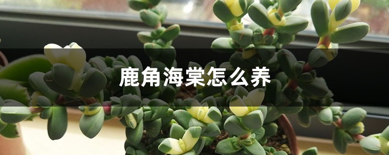 鹿角海棠怎么养 鹿角海棠怎么养