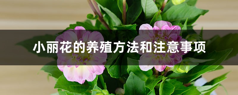 小丽花的养殖方法和注意事项 小丽花的养殖方法和注意事项