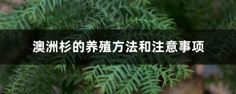 澳洲杉的养殖方法和注意事项 澳洲杉的养殖方法和注意事项