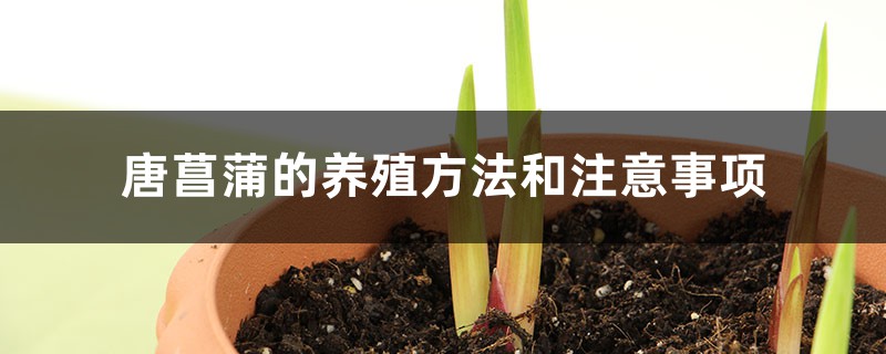 唐菖蒲的养殖方法和注意事项 唐菖蒲的养殖方法和注意事项