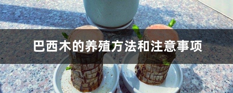 巴西木的养殖方法和注意事项 巴西木的养殖方法和注意事项