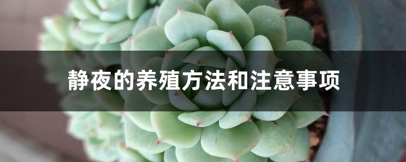 静夜的养殖方法和注意事项 静夜的养殖方法和注意事项