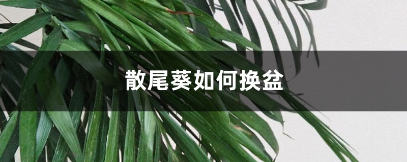 散尾葵如何换盆 散尾葵如何换盆