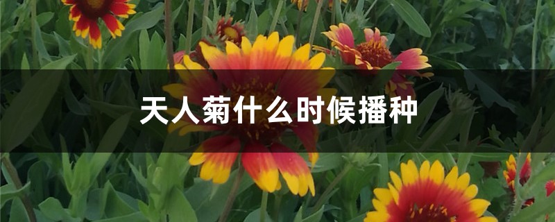 天人菊什么时候播种 天人菊什么时候播种
