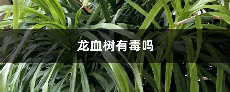 龙血树有毒吗 龙血树有毒吗