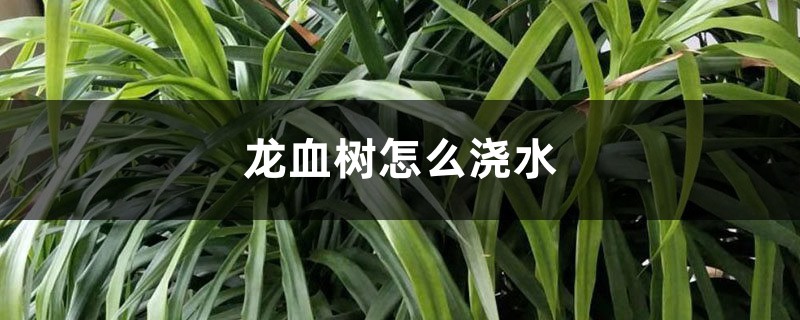 龙血树怎么浇水 龙血树怎么浇水