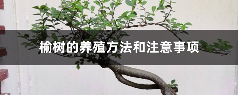 榆树的养殖方法和注意事项