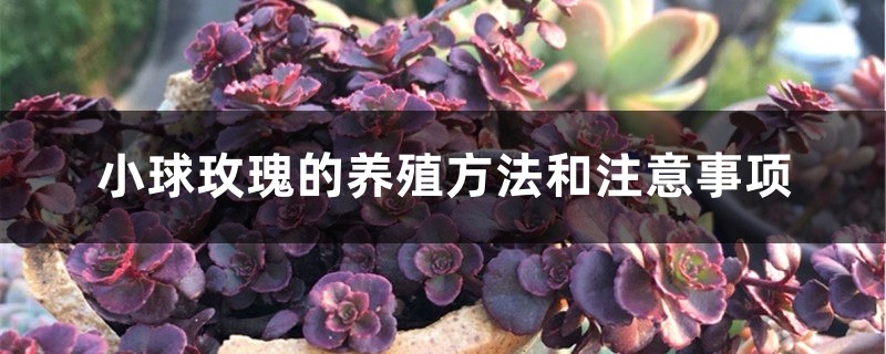 小球玫瑰的养殖方法和注意事项 小球玫瑰的养殖方法和注意事项