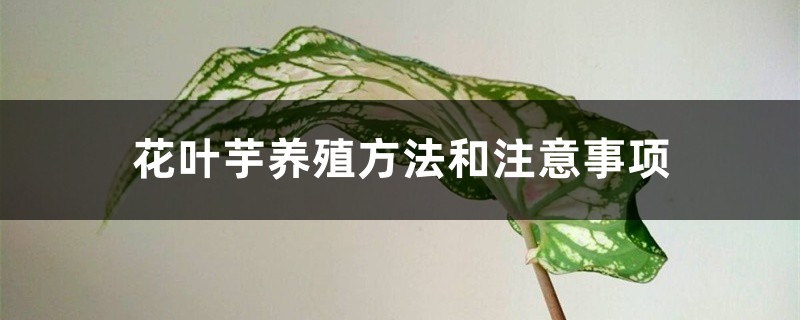 花叶芋养殖方法和注意事项 花叶芋养殖方法和注意事项