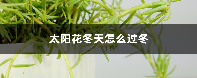 太阳花冬天怎么过冬 太阳花冬天怎么过冬