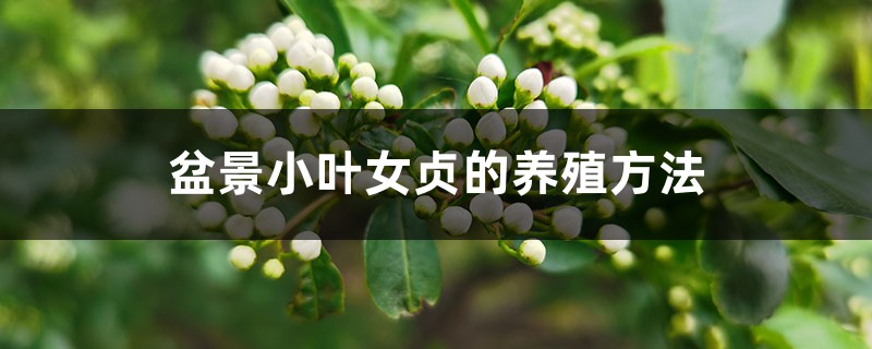 盆景小叶女贞的养殖方法 盆景小叶女贞的养殖方法