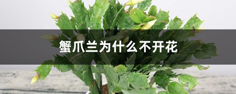 蟹爪兰为什么不开花 蟹爪兰为什么不开花
