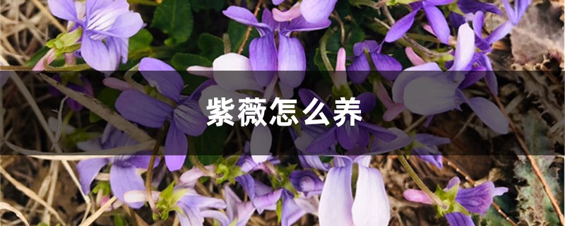 紫薇怎么养 紫薇怎么养