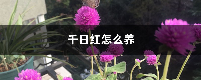 千日红怎么养 千日红怎么养